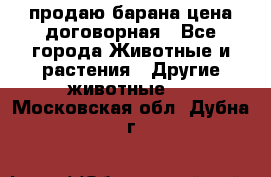 продаю барана цена договорная - Все города Животные и растения » Другие животные   . Московская обл.,Дубна г.